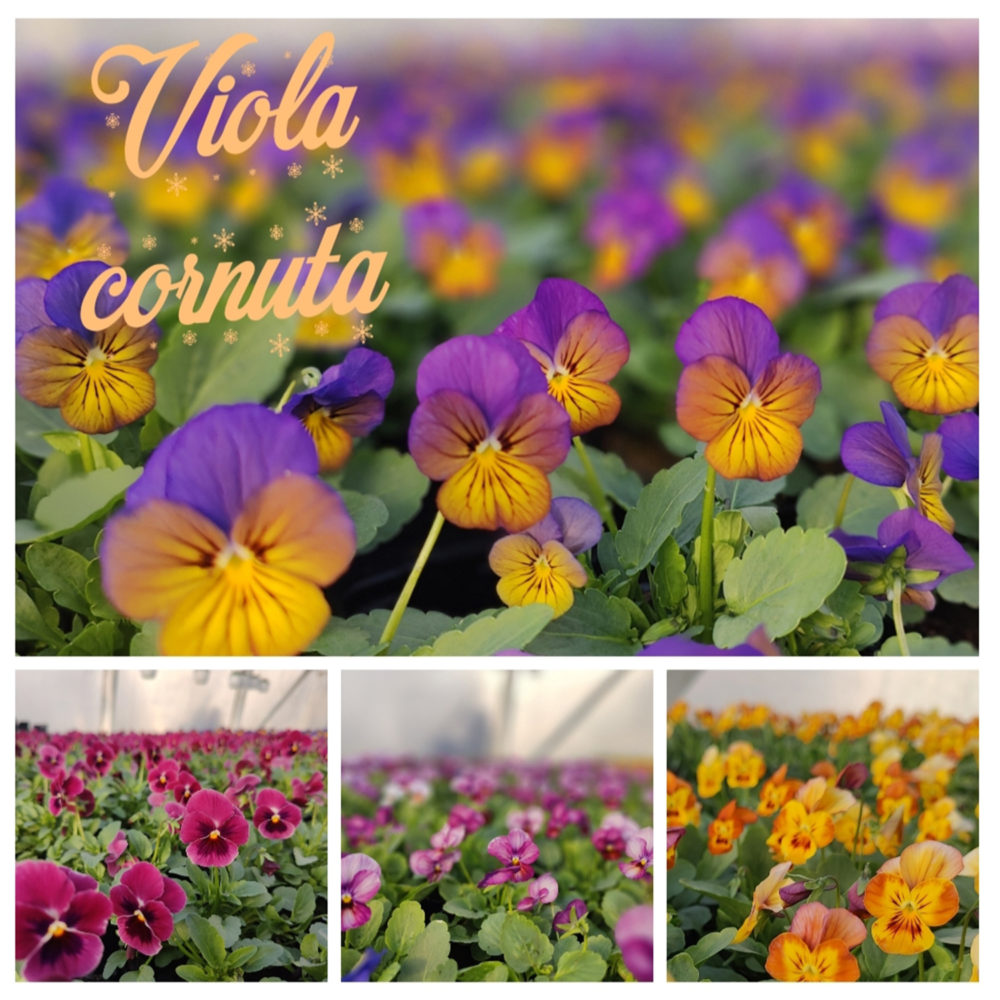 Viola cornuta